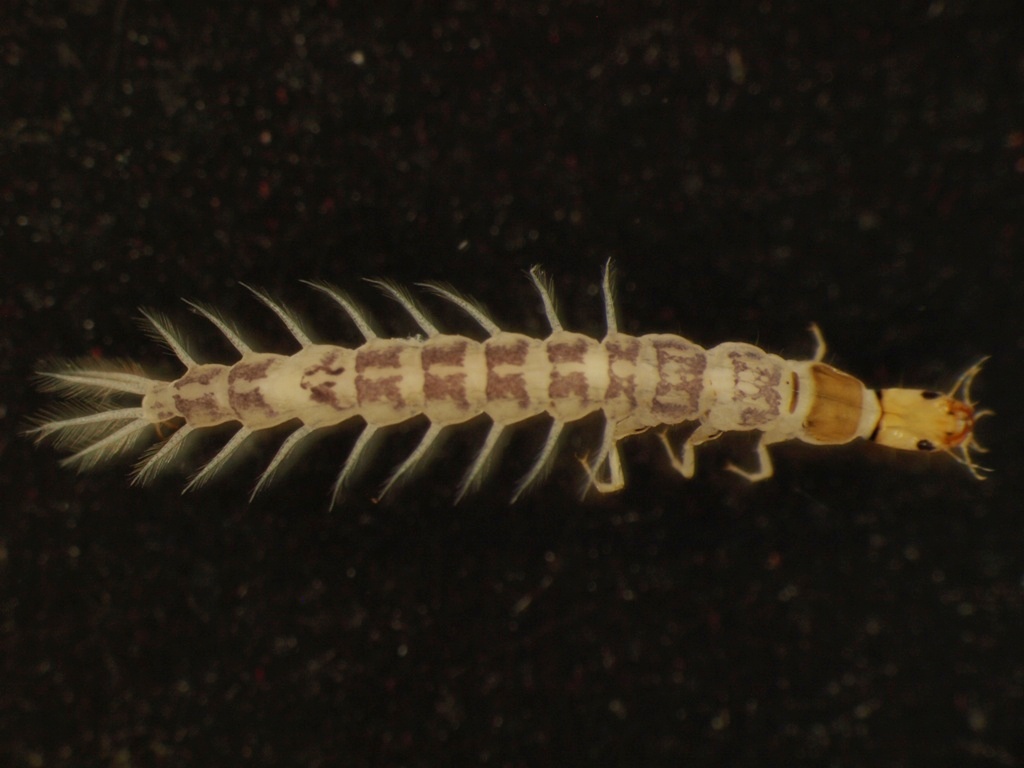 Orectochilus villosus